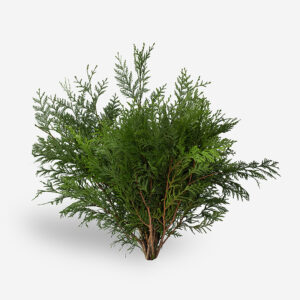 verde tuya natural complemento para arreglos florales