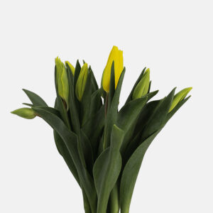 tulipanes holandeses colores variados flor de temporada