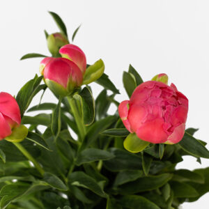 Peonías nacionales frescas de temporada para mayoristas de flor.