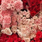 claveles disponibles en extraflor flor natural cortada
