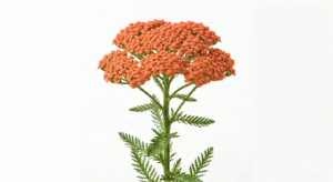 Una sugerente inflorescencia de Achillea Silvestre en un delicado tono salmón rosáceo, mostrando su característica copa aplanada formada por múltiples botones florales sobre un tallo erguido con fondo blanco.