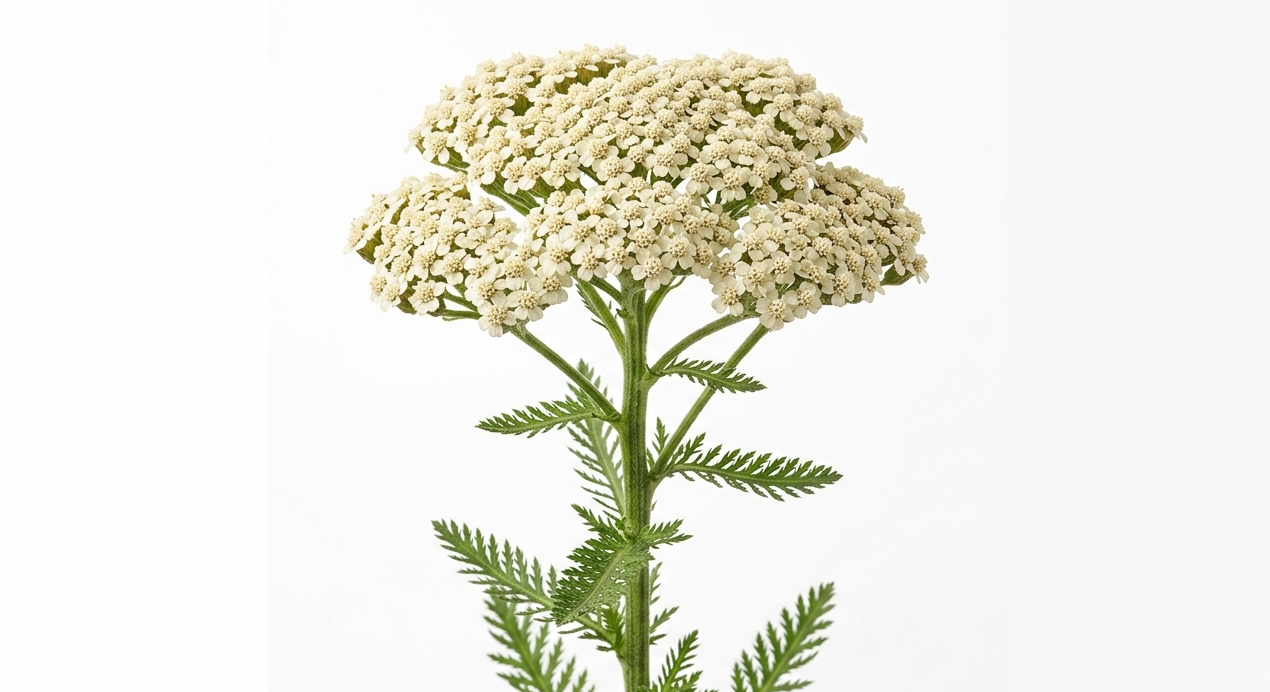 Una densa inflorescencia de Achillea Filipendulina en color blanco marfil, mostrando su característica estructura superior plana y corimbosa compuesta por diminutos capítulos florales sobre un tallo erguido con fondo blanco.