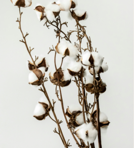 Rama natural de algodón con copos blancos esponjosos y tallo leñoso marrón sobre fondo blanco.