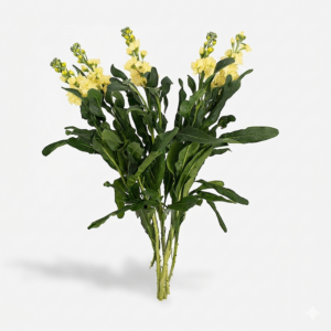 Alhelí nacional de temporada con espigas florales perfumadas para mayoristas.