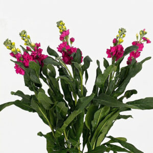 Alhelí nacional de temporada con espigas florales perfumadas para mayoristas.
