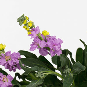 Alhelí nacional de temporada con espigas florales perfumadas para mayoristas.