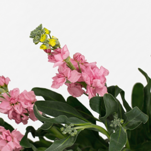 Alhelí nacional de temporada con espigas florales perfumadas para mayoristas.
