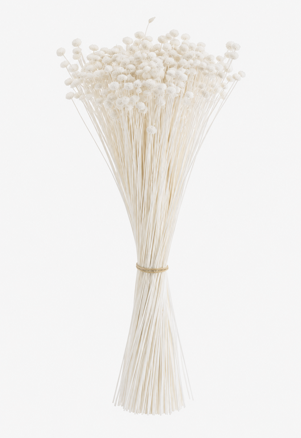Ramillete vertical de flores preservadas tipo amarelino en color blanco, con tallos largos y cabezales compactos, sobre fondo neutro.