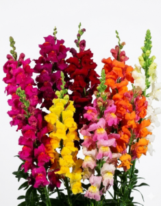Antirrhinum de importación holandesa con tallos rectos y espigas densas.
