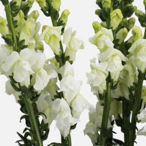 Antirrhinum Nacional Blanca.