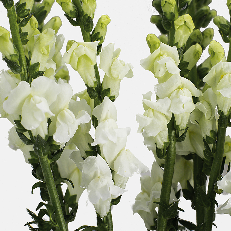Antirrhinum Nacional Blanca.