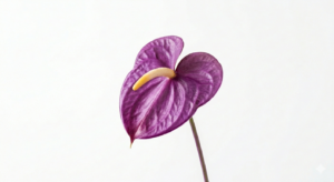 Flor de Anthurium de color morado intenso y textura cerosa sobre un tallo largo y fondo blanco liso.