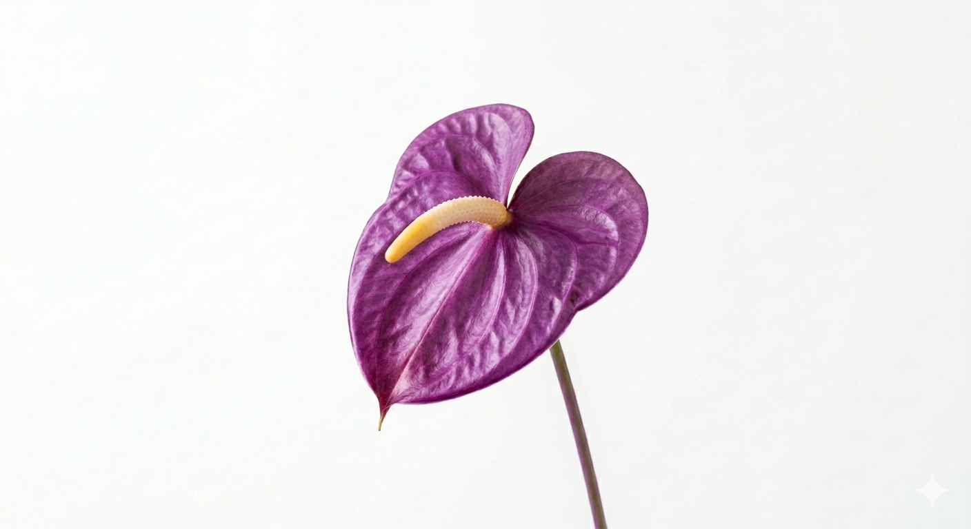 Flor de Anthurium de color morado intenso y textura cerosa sobre un tallo largo y fondo blanco liso.