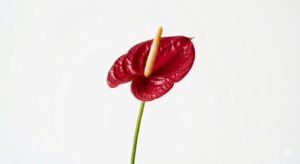 Planta de Anthurium Rojo con flores brillantes en forma de corazón y hojas verdes intensas.