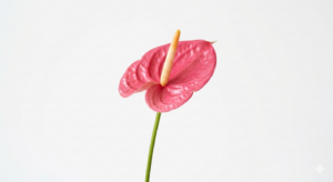 Planta de Anthurium rosa con una flor en forma de corazón brillante y hojas verdes sobre una maceta blanca minimalista.