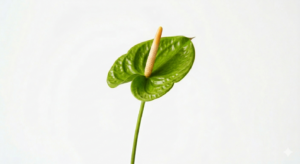 Anthurium verde de hojas brillantes con flores acorazonadas en tonos lima y verde musgo sobre un fondo blanco.