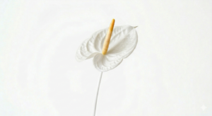 Planta de Anthurium blanco con flores en forma de corazón y hojas verdes oscuras