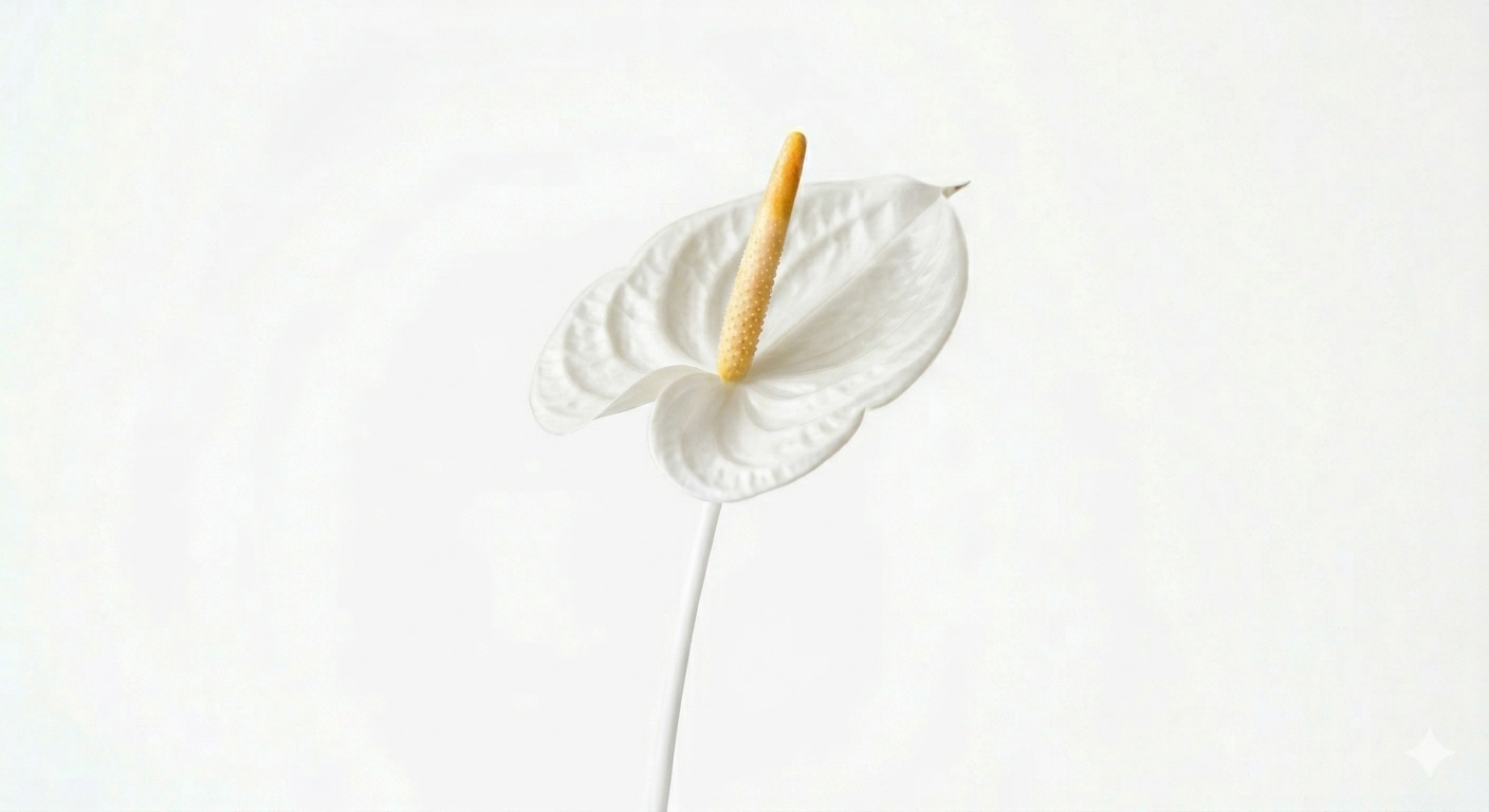 Planta de Anthurium blanco con flores en forma de corazón y hojas verdes oscuras