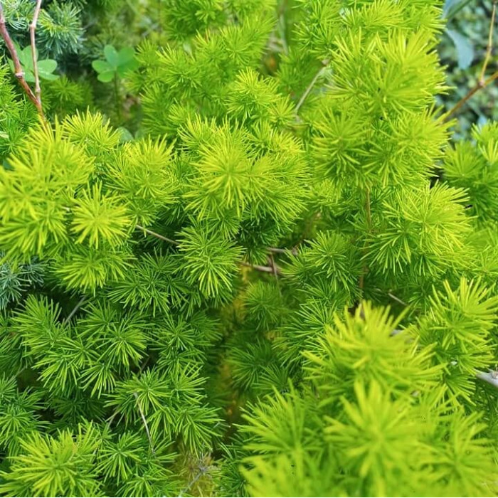 Varas de Asparagus Miroclaudio nacional para relleno de arreglos florales.