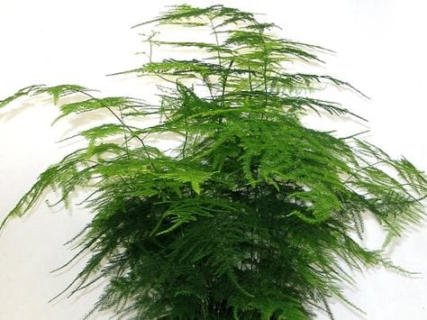 Ramas planas de Asparagus Plumosa nacional para floristería romántica.