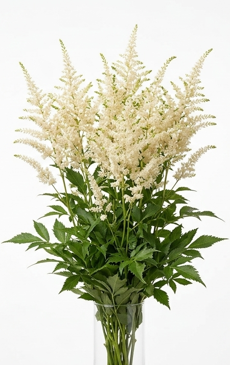 Espigas de Astilbe nacional blanco fresco para ramos de novia.