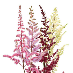 Astilbe de importación holandesa en variedad de colores premium para eventos.