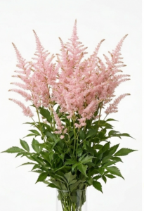 Plumeros de astilbe nacional rosa claro para floristería profesional.
