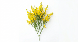 Fina y etérea ramificación de Broom Amarillo repleta de diminutas flores papilionáceas en un vibrante y luminoso tono amarillo dorado, mostrando su característica silueta flexible.