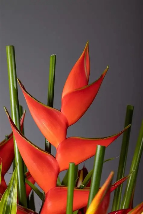 Primer plano detallado de Heliconia naranja con gotas de rocío y capullos de jengibre rojo