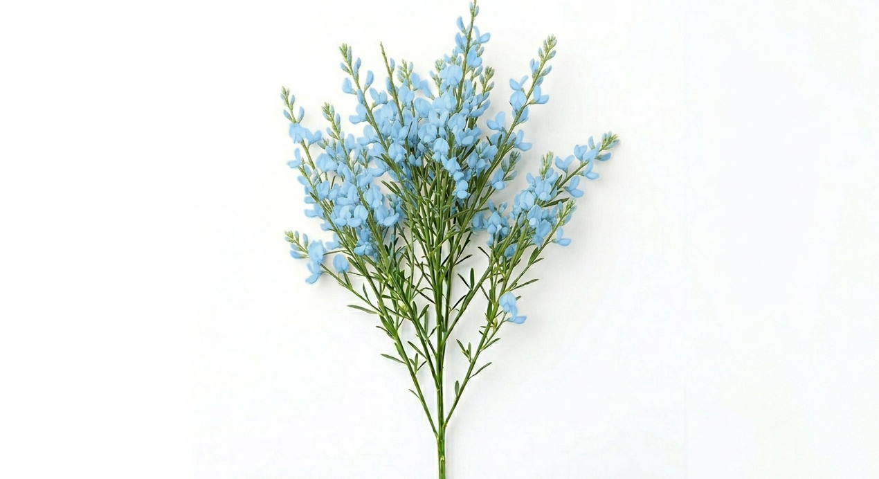 Fina y etérea ramificación de Broom Azul repleta de diminutas flores papilionáceas en un sofisticado y sugerente tono azul cobalto, mostrando su característica silueta flexible.