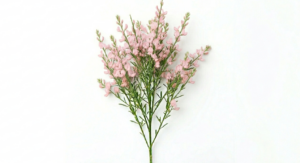 Fina y etérea ramificación de Broom Rosa repleta de diminutas flores papilionáceas en un romántico y sugerente tono rosa pastel, mostrando su característica silueta flexible.