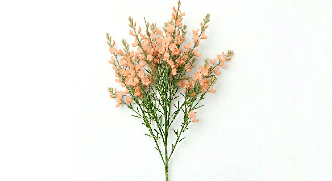 Fina y etérea ramificación de Broom Salmón repleta de diminutas flores papilionáceas en un cálido y sugerente tono naranja salmón claro, mostrando su característica silueta flexible.