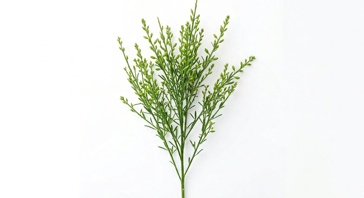 Fina y etérea ramificación de Broom Verde con diminutos botones botánicos en un tono verde oliva natural, mostrando su característica textura vaporosa y su silueta ramificada.
