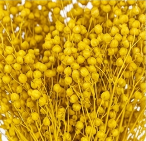 Ramas de follaje Broom preservado.