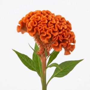 Flor celosía nacional de textura aterciopelada para floristerías.