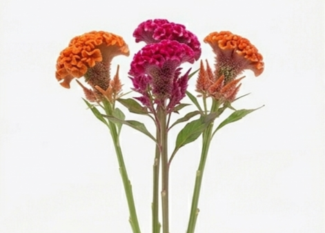 Flor celosía nacional de textura aterciopelada para floristerías.