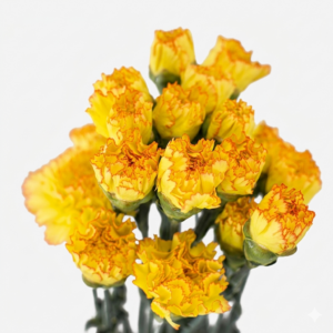 Claveles nacionales frescos de temporada para floristería profesional.