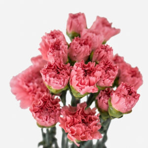 Claveles nacionales frescos de temporada para floristería profesional.