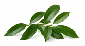 Rama de Cocolus natural con hojas lanceoladas de color verde intenso y brillo satinado sobre un fondo blanco limpio.