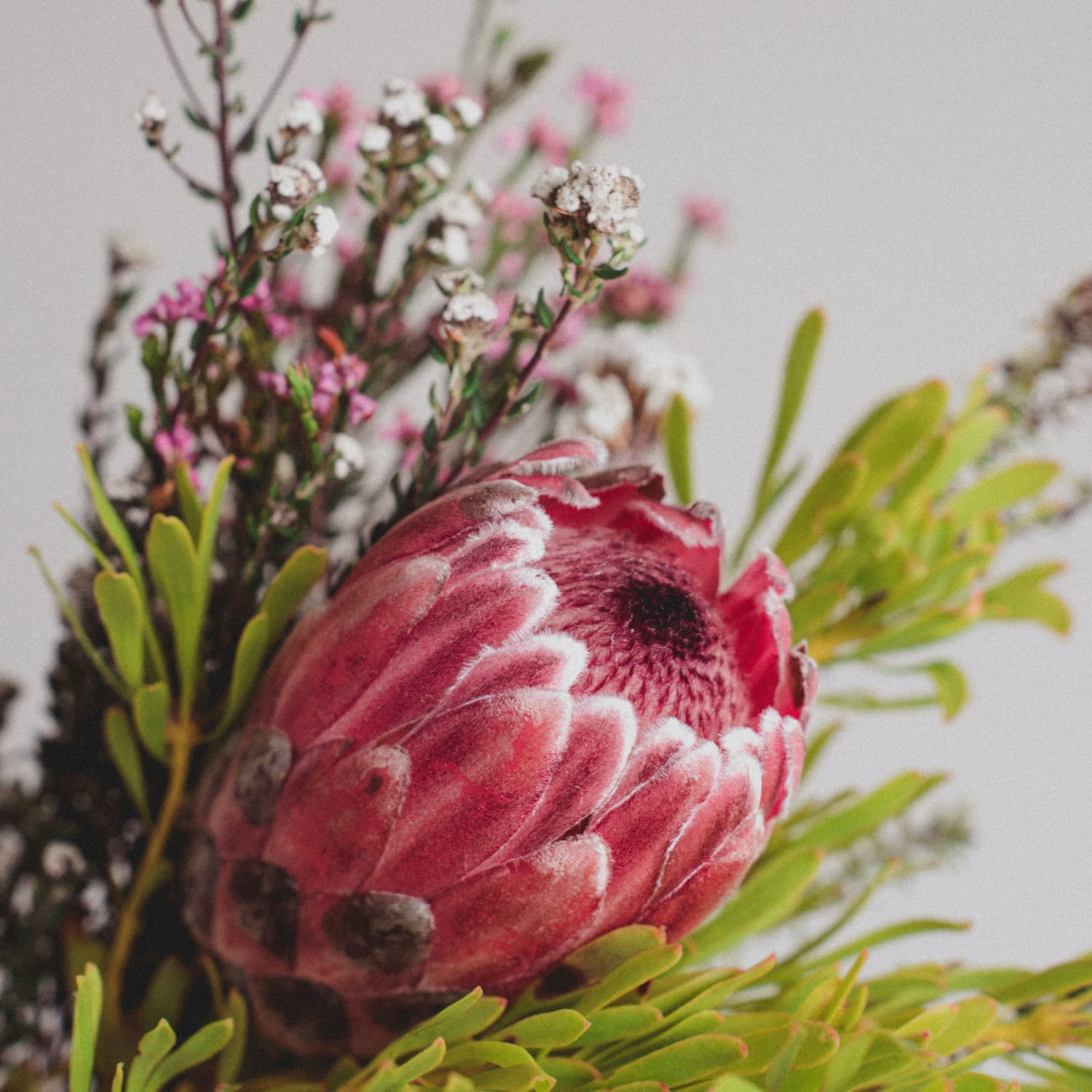 Ramo de flores naturales compuesto por una Protea King central en tonos rosados, acompañada de flores blancas pequeñas, eucalipto y follaje verde sobre un fondo blanco limpio.