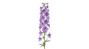 Espiga de Delphinium nacional de color lila suave con múltiples flores abiertas y botones en la parte superior