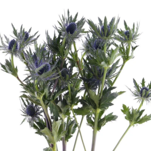 Flores de Eryngium azul metálico con forma de estrella y tallos verdes ramificados sobre fondo blanco.