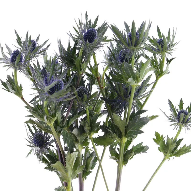 Flores de Eryngium azul metálico con forma de estrella y tallos verdes ramificados sobre fondo blanco.