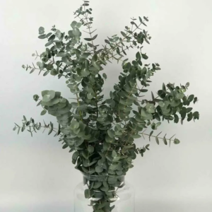 Ramas de Eucalipto Cinerea con hojas redondas gris azuladas en jarrón de cristal sobre fondo blanco.