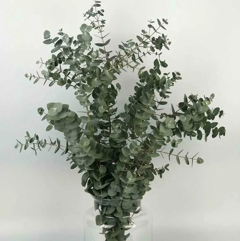 Ramas de Eucalipto Cinerea con hojas redondas gris azuladas en jarrón de cristal sobre fondo blanco.