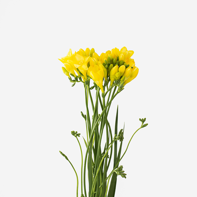 Freesias de importación holandesa en variedad de colores especiales bajo consulta