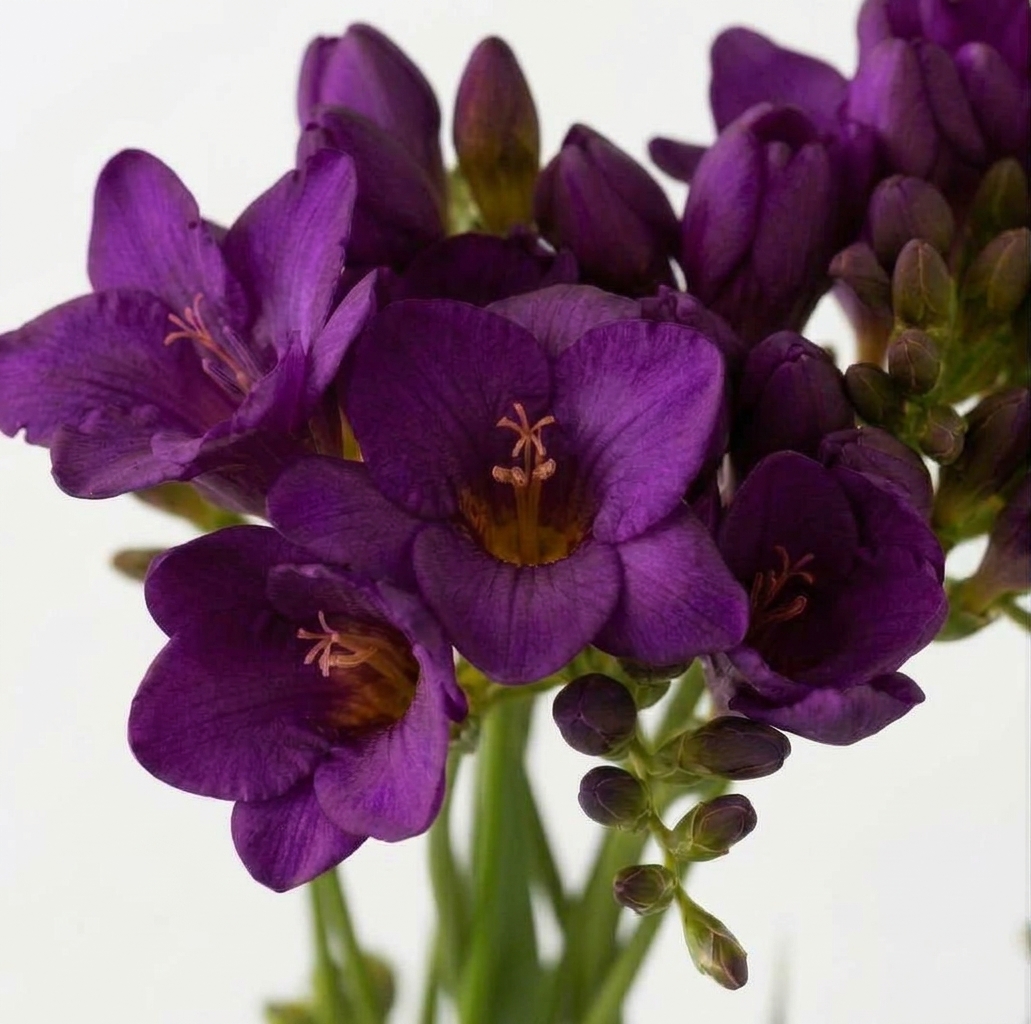 Freesia morada de Holanda fresca con aroma para ramos y arreglos florales profesionales.