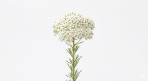 Una delicada inflorescencia de Rice Flower en color blanco marfil, mostrando su densa estructura de diminutos botones globulares que asemejan granos de arroz sobre un tallo erguido con fondo blanco.