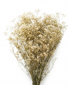 Ramas de paniculata preservada con flores pequeñas