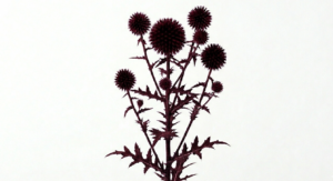Una inflorescencia esférica y perfecta de Echinops en un apasionante y sofisticado tono rojo oscuro, erguida firmemente sobre un tallo de silueta lineal y porte aristocrático.